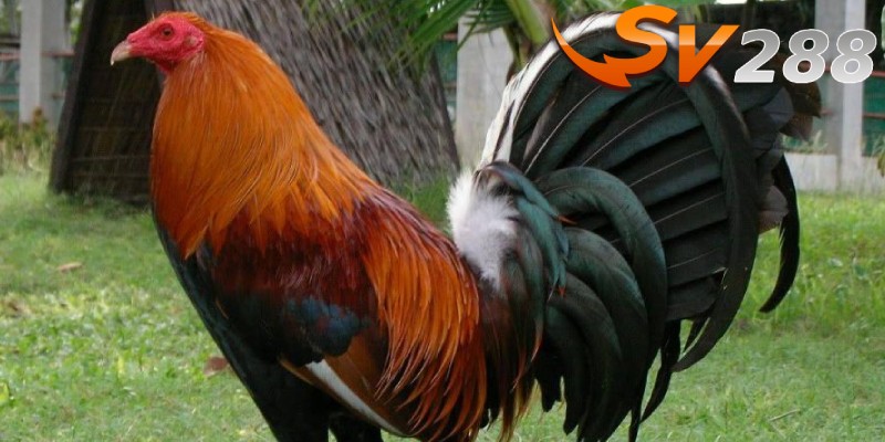 Chọn một chú chiến kê dòng gà Cuban mạnh nhất