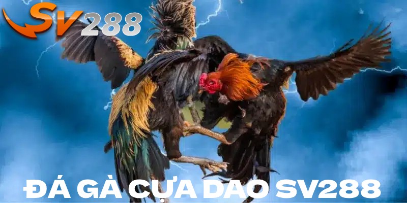 Đá gà cựa dao