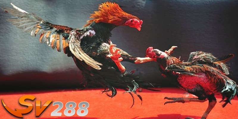 Đá gà online SV288 - Giới thiệu tổng quan