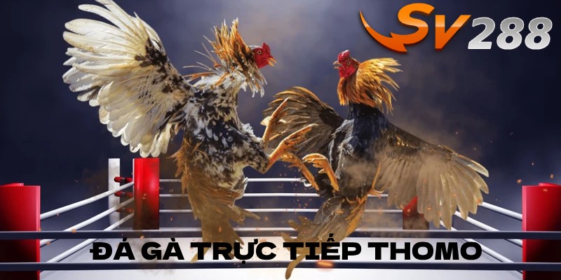 Đá gà trực tiếp thomo