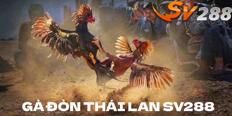 Gà đòn Thái Lan
