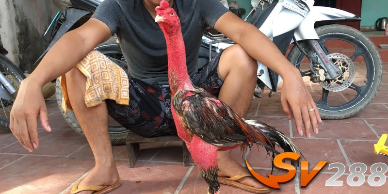 Kỹ thuật chăm gà đá quan trọng nhất - Khẩu phần dinh dưỡng phù hợp