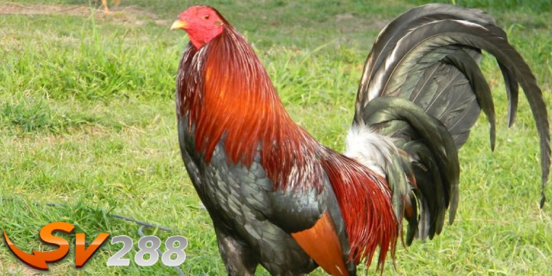 Lập kế hoạch phân bổ và quản lý tiền cược hiệu quả nhất