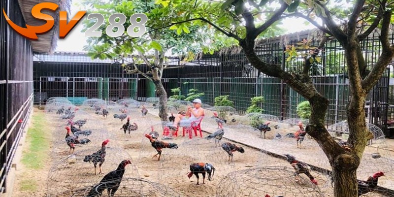Một vài lưu ý trong kỹ thuật chăm gà đá