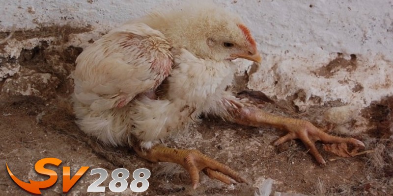Nguyên nhân của bệnh cầu trùng ở gà