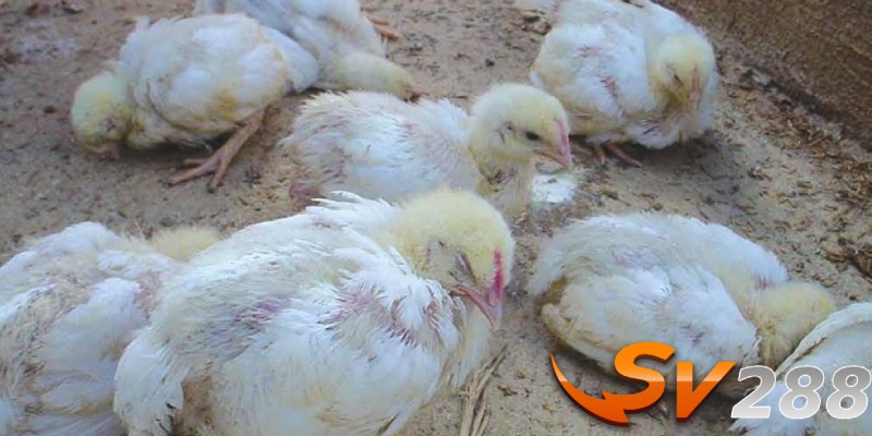 Những cách phòng chống bệnh cầu trùng ở gà