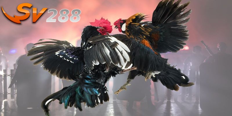 SV288 sở hữu nhiều trường gà uy tín và chất lượng