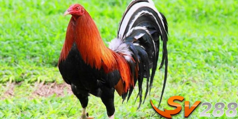 Tìm kiếm và xem lại những trận đá trước đó