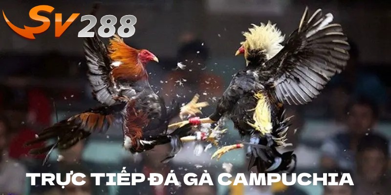 Trực tiếp đá gà Campuchia